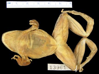 Media type: image; Herpetology A-13961